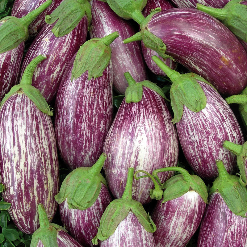 End of Season Eggplant – Berenjenas en Escabeche